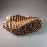 MAMMOTH TOOTH - about 20,000 years old - Dredged from the North Sea, off Lowestoft