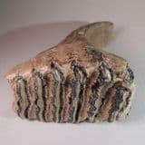 MAMMOTH TOOTH (FINE SPECIMEN WITH ROOT) - up to 800,000 years old - Hungary