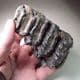 MAMMOTH TOOTH  - Hungary