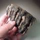 MAMMOTH TOOTH  - Hungary