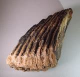 MAMMOTH TOOTH (part of) - about 20,000 years old - Nazeing, Essex