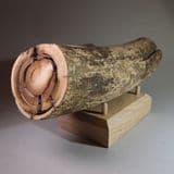 MAMMOTH TUSK (PART OF) WITH STAND - 10,000 to 40,000 years old - Siberia