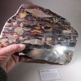 MARBLE BRECCIA (LARGE AND SPECTACULAR POLISHED SLICE) - Austria