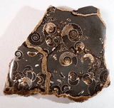 MARSTON MARBLE - Marston Magna, Somerset