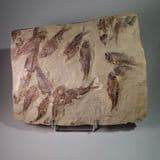 MASS MORTALITY OF FOSSIL FISH - 52 million years old - Wyoming, USA