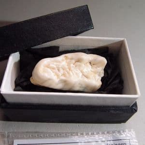 MOLAR TOOTH OF EXTINCT CAVE BEAR - over 500,000 years old - Westbury-sub-Mendip, Somerset