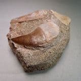 MOSASAUR TOOTH (WITH ROOT) - 90 million years old - Morocco