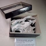 MOUNTAIN LEATHER (PALYGORSKITE) WITH CALCITE IN VINTAGE MUSEUM DISPLAY BOX - Washington, USA