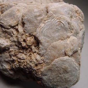 NUMMULITIC LIMESTONE