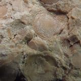 NUMMULITIC LIMESTONE - 45 million years old - France