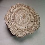 ONCOLITE (STROMATOLITE CONCRETION) (SMALL CUT HALF) - France