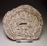 ONCOLITE (STROMATOLITE CONCRETION) (SMALL CUT SLICE) - France