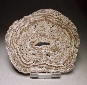 ONCOLITE (STROMATOLITE CONCRETION) (SMALL CUT SLICE) - France