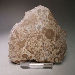 ONCOLITIC LIMESTONE  -  80 million years old - Utah, USA