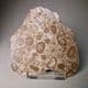 ONCOLITIC LIMESTONE  -  80 million years old - Utah, USA
