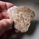 ONCOLITIC LIMESTONE  -  80 million years old - Utah, USA