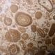 ONCOLITIC LIMESTONE  -  80 million years old - Utah, USA
