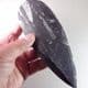 ORTHOCERAS  - 400 million years old  - Morocco