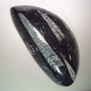 ORTHOCERAS - 400 million years old - Morocco