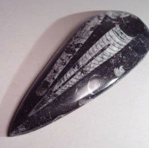 ORTHOCERAS - 400 million years old - Morocco