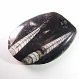 ORTHOCERAS - 400 million years old - Morocco