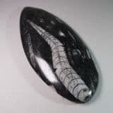 ORTHOCERAS (BIZARRE BENT EXAMPLE) - 400 million years old - Morocco