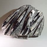 ORTHOCERAS SCULPTURE - 400 million years old - Morocco