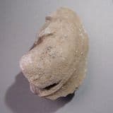 OSSES 'ED (Jurassic fossil bivalve) - Isle of Portland, Dorset