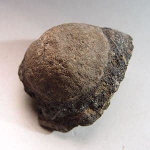 OSTEODERM OF AN ARMOURED DINOSAUR  - 125 million years old  - Isle of Wight