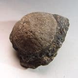 OSTEODERM OF AN ARMOURED DINOSAUR - 125 million years old - Isle of Wight