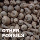 OTHER FOSSILS