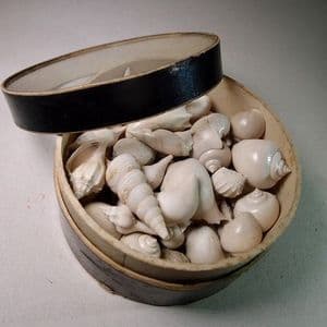 OVER 50 FOSSIL GASTROPODS (IN VINTAGE MUSEUM DISPLAY BOX) - 45 million years old - France