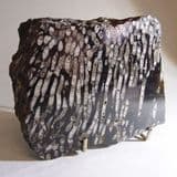 PART OF A FOSSIL CORAL REEF - 325 million years old - Ireland