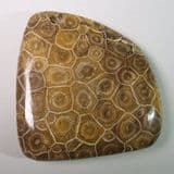 PART OF A FOSSIL CORAL REEF - 350 million years old - Assa Zag, Morocco