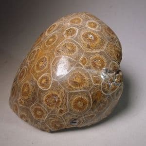 PART OF A FOSSIL CORAL REEF -  350 million years old  -  Morocco