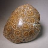 PART OF A FOSSIL CORAL REEF - 350 million years old - Morocco
