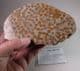 PART OF A FOSSIL CORAL REEF (CUT AND POLISHED)  -  325 million years old  -  Northumberland