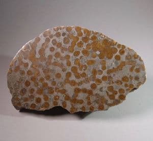PART OF A FOSSIL CORAL REEF (CUT AND POLISHED)  -  325 million years old  -  Northumberland