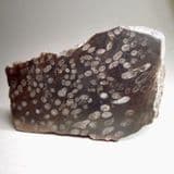 PART OF A FOSSIL CORAL REEF (CUT AND POLISHED) - 325 million years old - Yorkshire