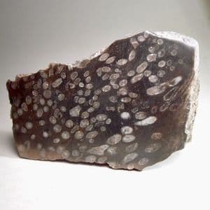 PART OF A FOSSIL CORAL REEF (CUT AND POLISHED) - 325 million years old - Yorkshire