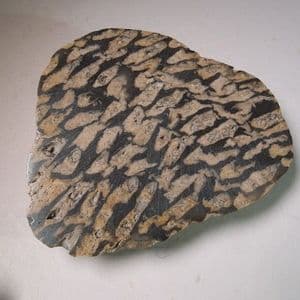 PART OF A FOSSIL CORAL REEF (CUT AND POLISHED COBBLE) - 325 million years old - Yorkshire