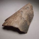 PART OF A MAMMOTH TUSK (SMALL SECTION) - 10,000 - 40,000 years old - Siberia