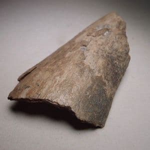 PART OF A MAMMOTH TUSK (SMALL SECTION) - 10,000 - 40,000 years old - Siberia