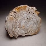 PART OF MAMMOTH TUSK - 40,000 years old - Oxfordshire