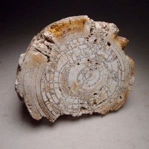 PART OF MAMMOTH TUSK - 40,000 years old - Oxfordshire