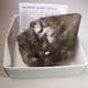PHANTOM SMOKY QUARTZ CRYSTAL