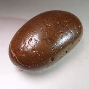 PHOSPHATIC NODULE WITH A GORGEOUS NATURAL POLISH - Red Crag - Walton-on-the-Naze, Essex