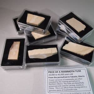 PIECE OF A MAMMOTH TUSK  - 10,000 to 40,000 years old - Siberia