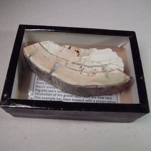 PIECE OF A MAMMOTH TUSK - 40,000 years old - Oxfordshire