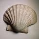 PLIOCENE FOSSIL BIVALVE - 3-4 million years old - Kallo, Belgium